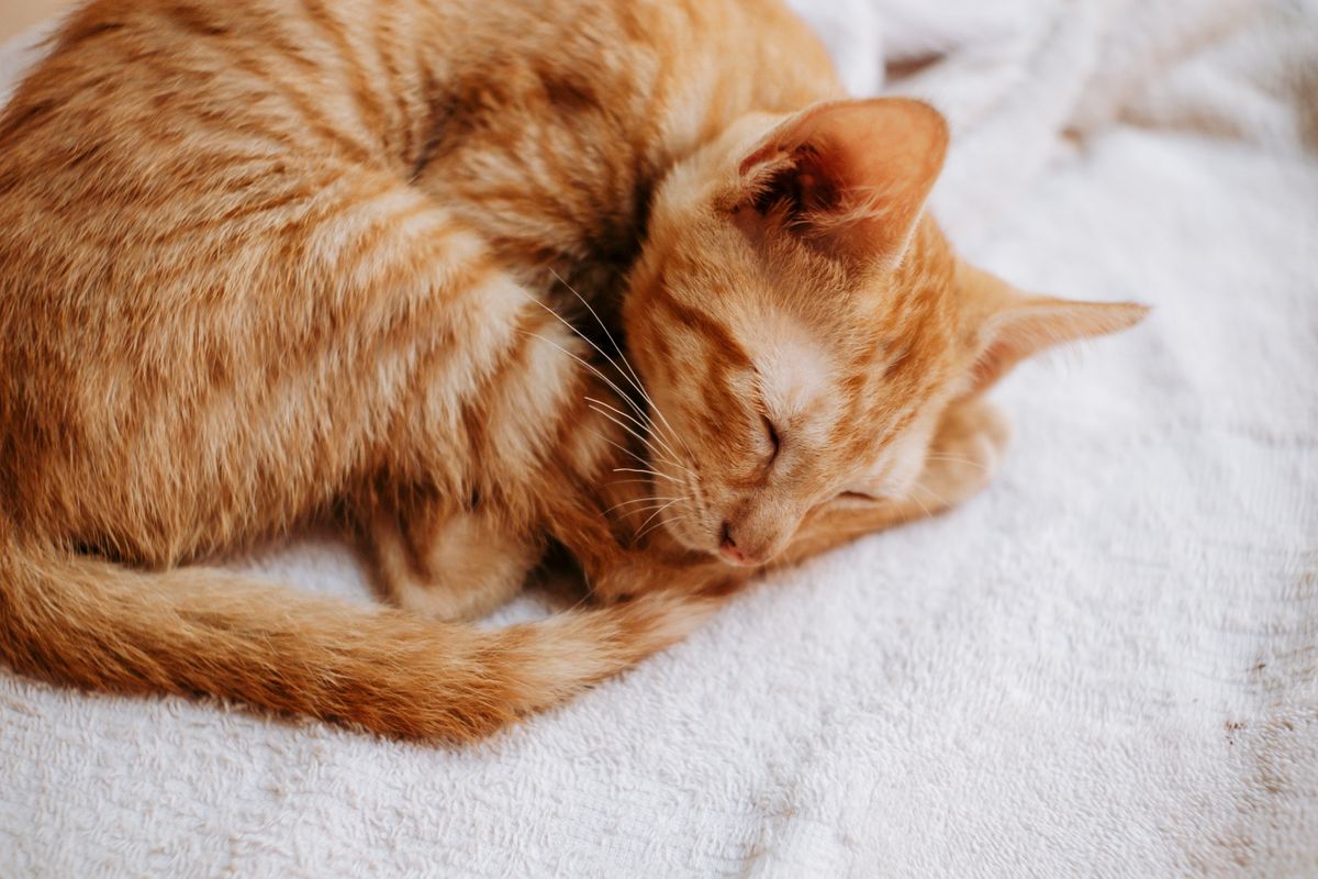 毛布の上で眠る子猫。電源が切れても給餌が続く状態を作っておく