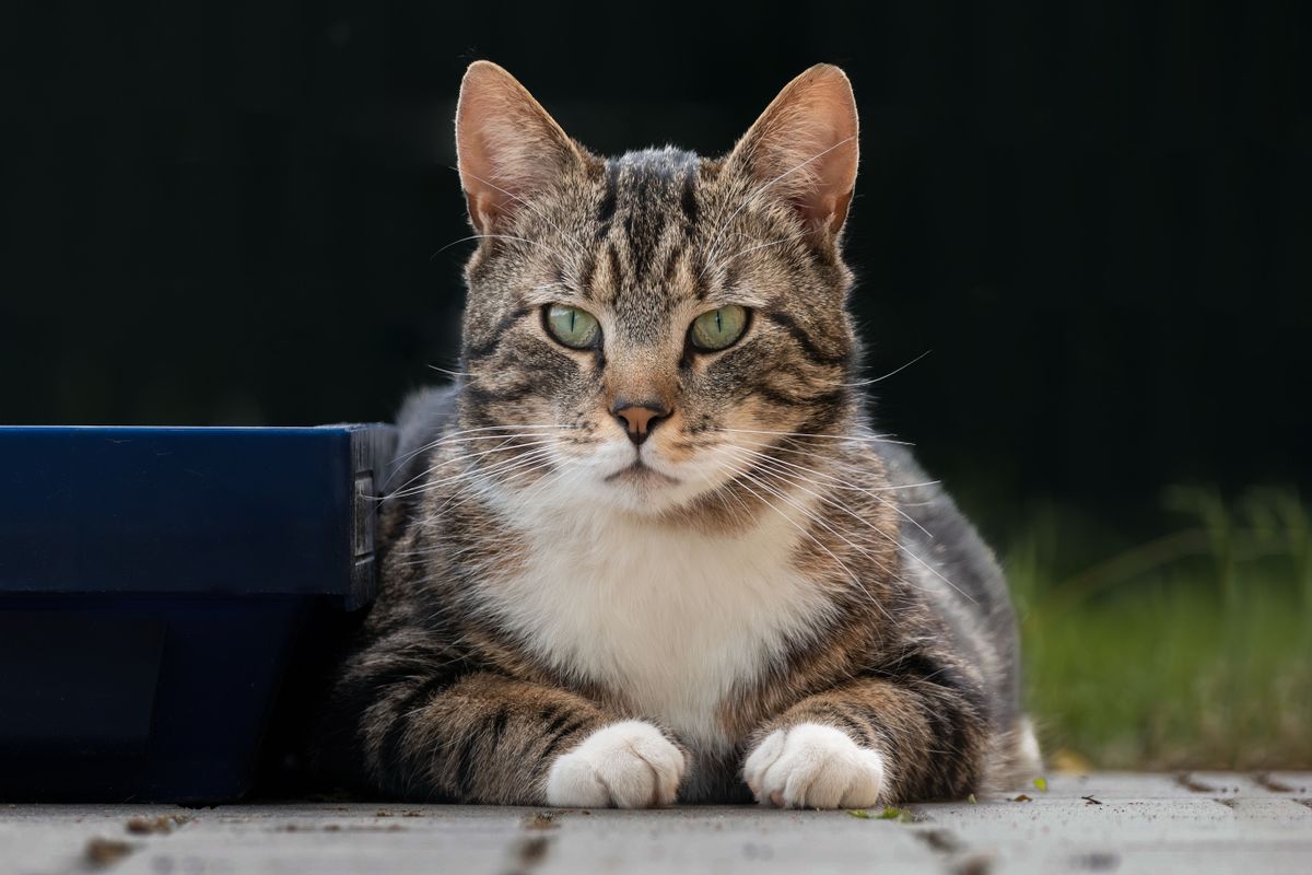 こちらを見るキジトラの猫。留守中に食べているかを確認したいときにカメラが効く