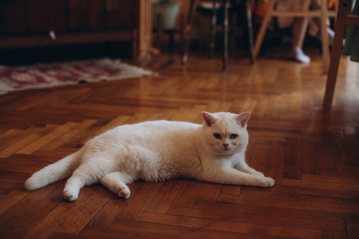 床でくつろぐ白い猫。給水器の置き場所は猫の生活動線に合わせて決める