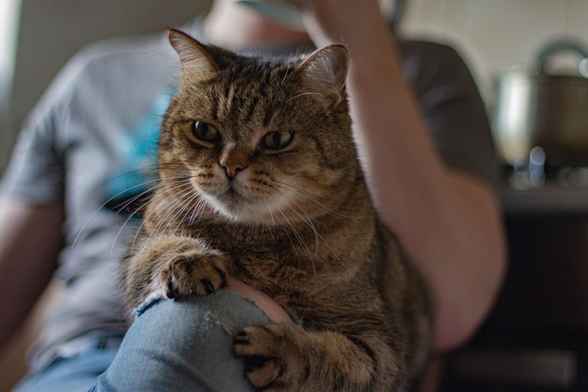 飼い主のひざの上でくつろぐ猫。選び方はその猫の暮らし方から決まる
