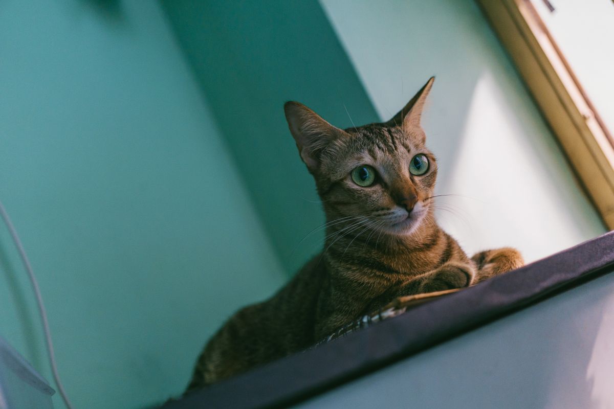 窓辺でくつろぐキジトラ猫。飲みに行く回数の変化もフィルター交換を考える手がかりになる