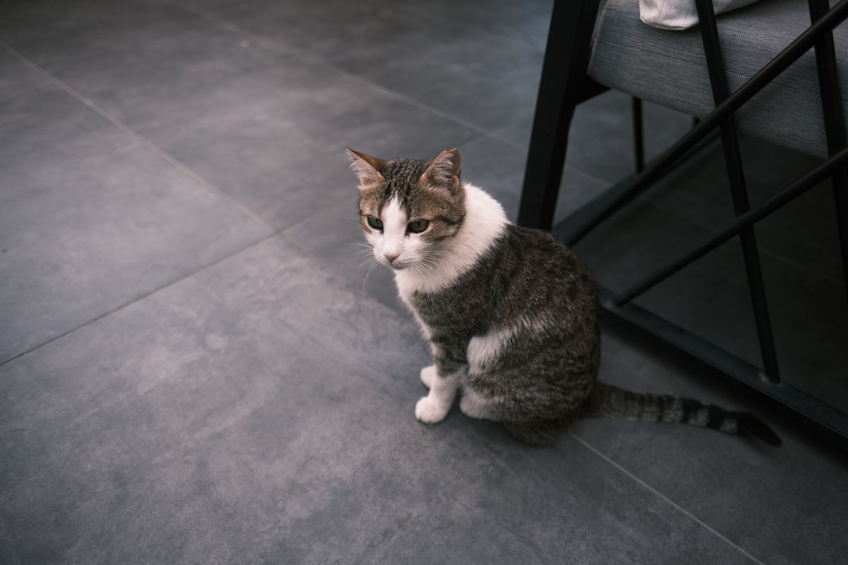 タイルの床に座る白い猫。フィルターが届くまでの間も猫は水を飲む