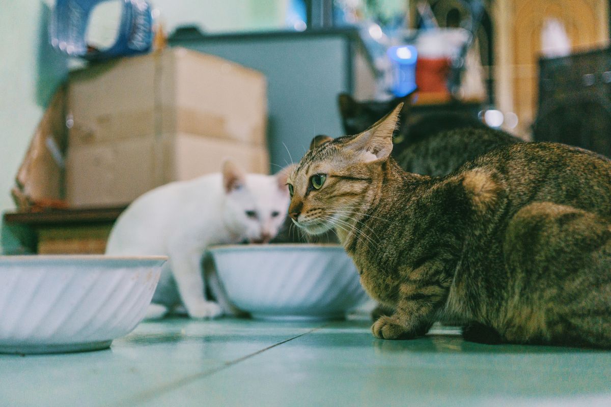 室内で食事をする3匹の猫。頭数が多いほどフィルターなしの影響は早く出る