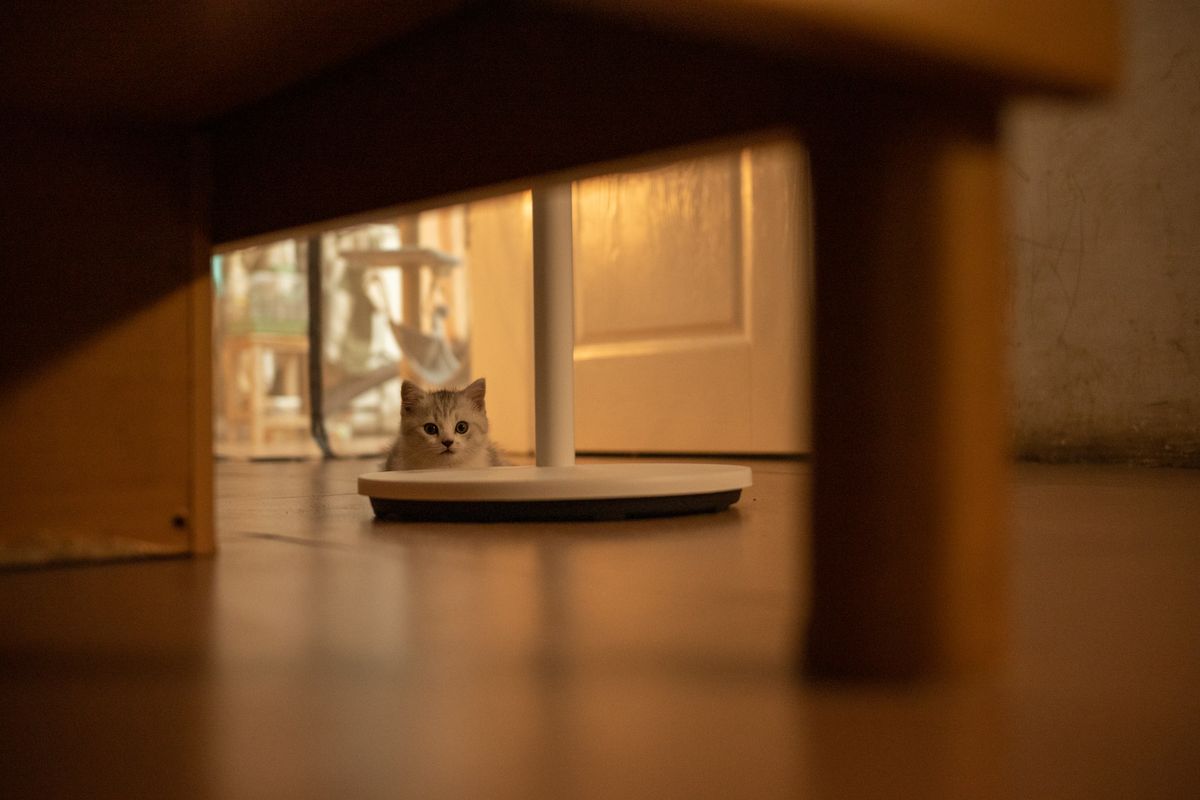 室内でこちらを見る子猫。互換フィルターを使うときは猫の様子の変化も見る