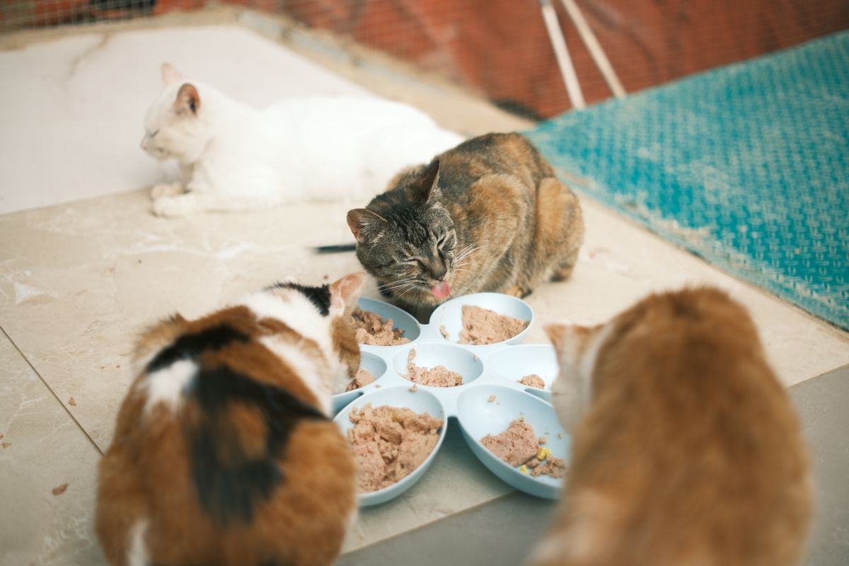 並んで食事をする猫たち。早食いは多頭飼いで起きやすくなる