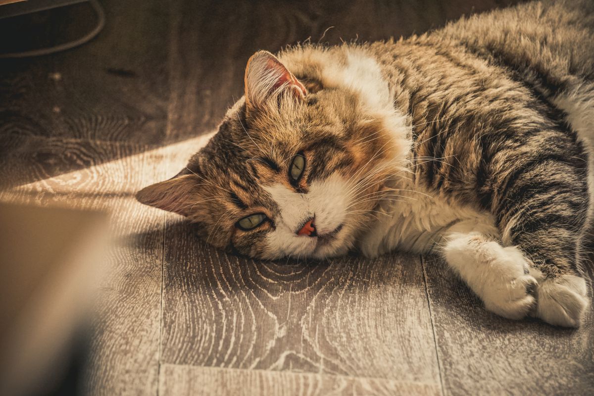 日の当たる床でくつろぐ猫。回数を分けると食後の落ち着きが変わることがある
