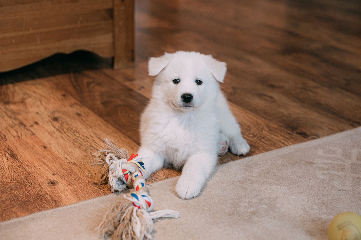 室内の床でくつろぐ子犬。犬は1日に飲む量が多く消耗も早い