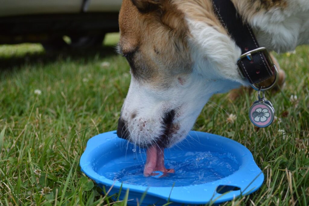 器から水を飲む犬。犬の自動給水器は1回に飲む量が猫と大きく違う