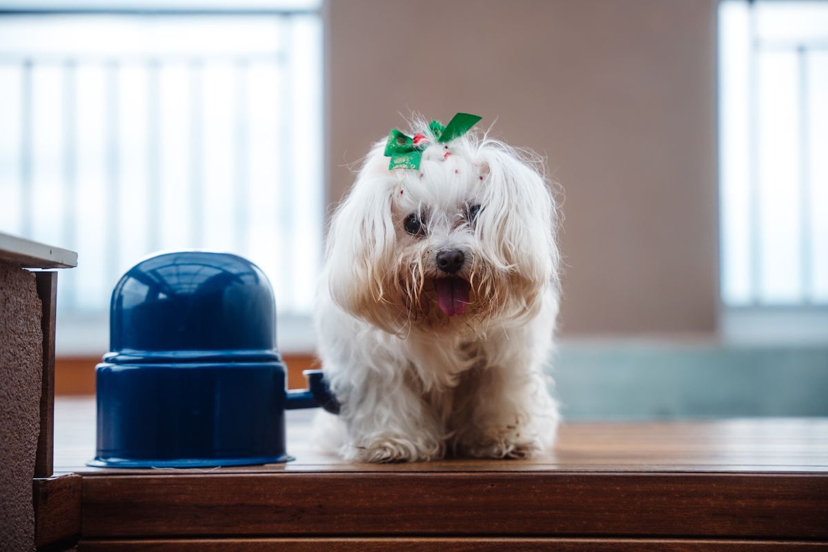 室内で器のそばにいる犬。減らない理由は犬側と機械側に分かれる