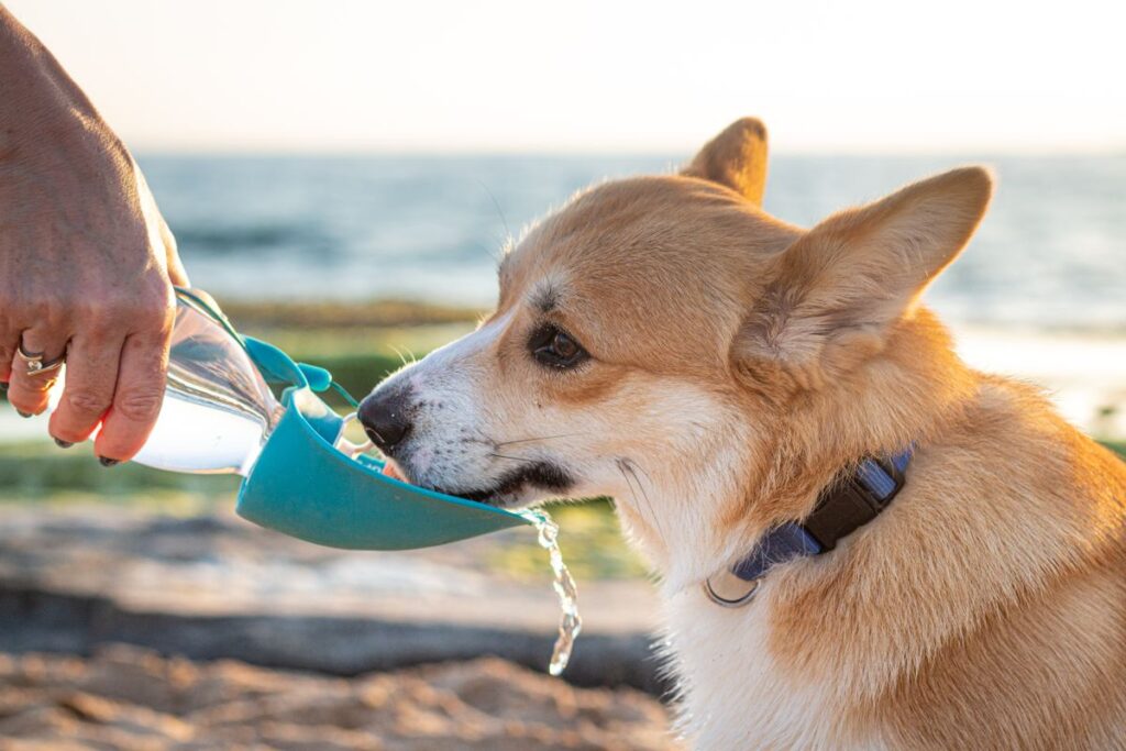水入れの前にいる犬。自動給水器に替えた直後は飲まないことがある