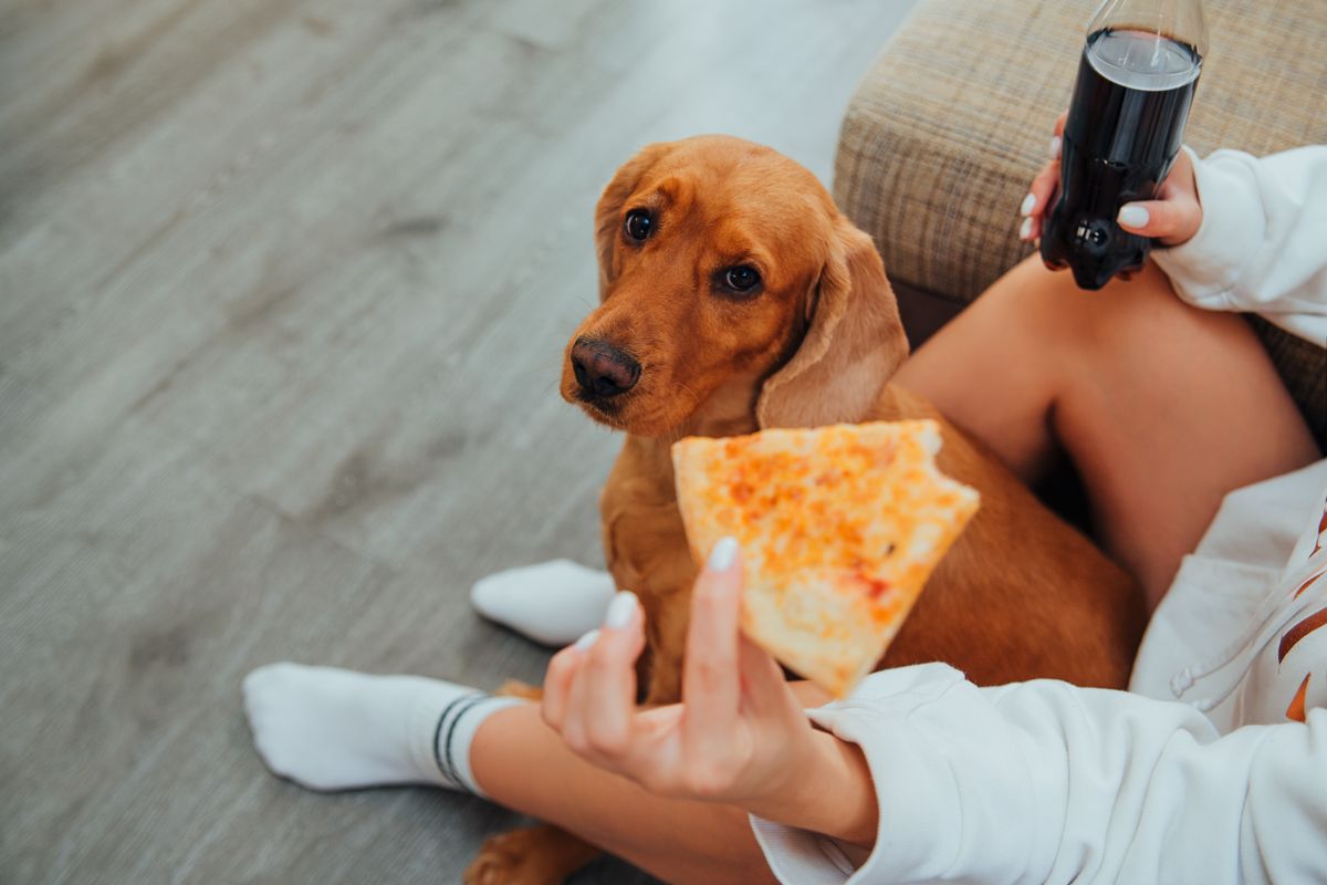 床にしゃがんで犬の世話をしている人の手元