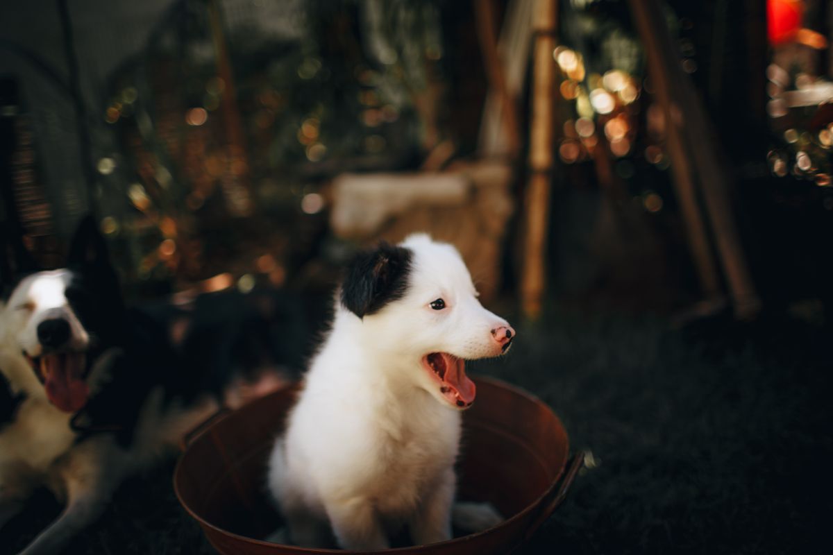 器のそばであくびをしている白い子犬
