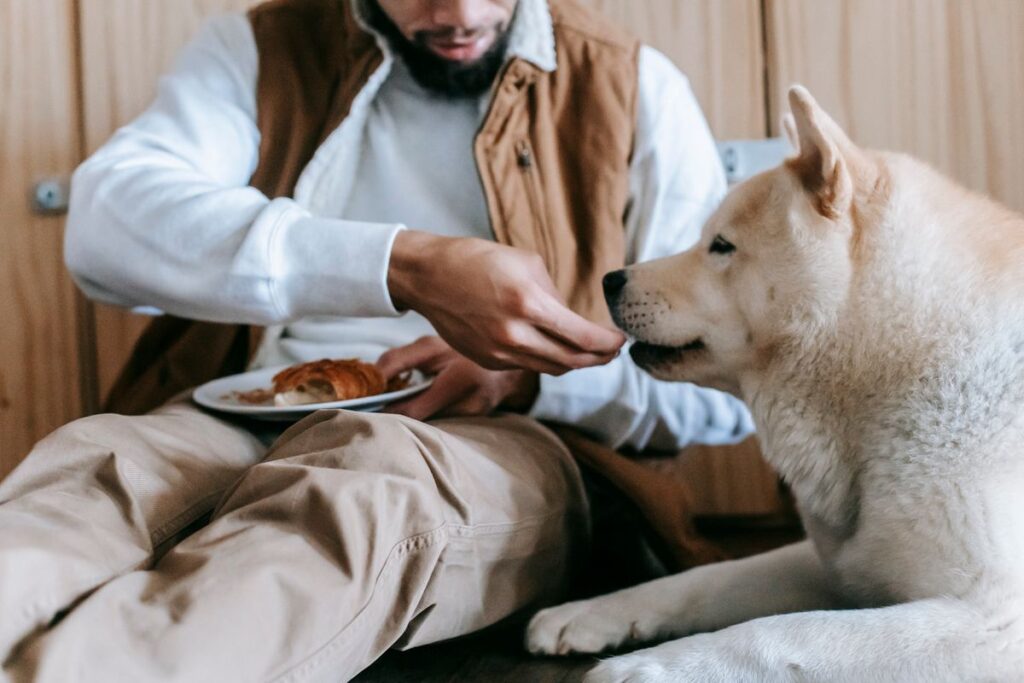 明るい部屋で犬にごはんをあげている人
