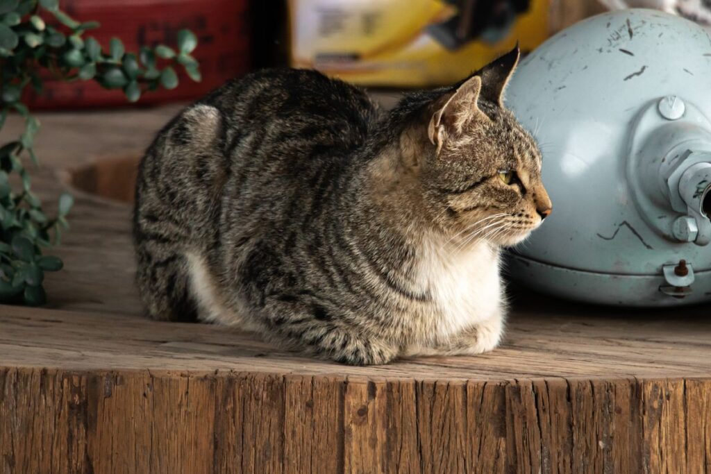 室内で前足を伸ばす猫。ふたやボタンに手が届く高さだといたずらが起きる