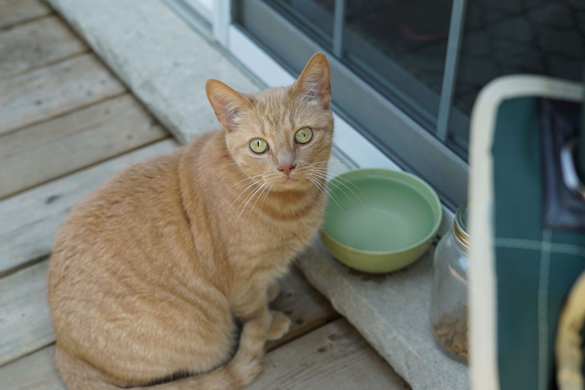 器のそばに座る茶トラの猫。フィルターの交換頻度は頭数によって変わる