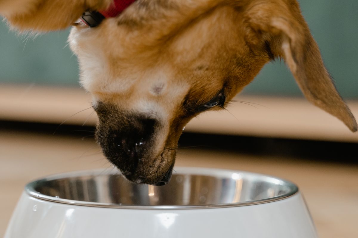ペット用のボウルでごはんを食べる犬。純正と互換では消耗品の交換周期が変わることがある