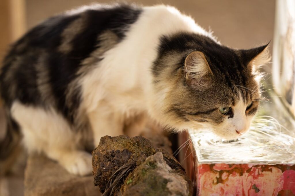 給水器の水を飲む猫。ペット用品の純正と互換の違いを考えるきっかけになる日常の場面