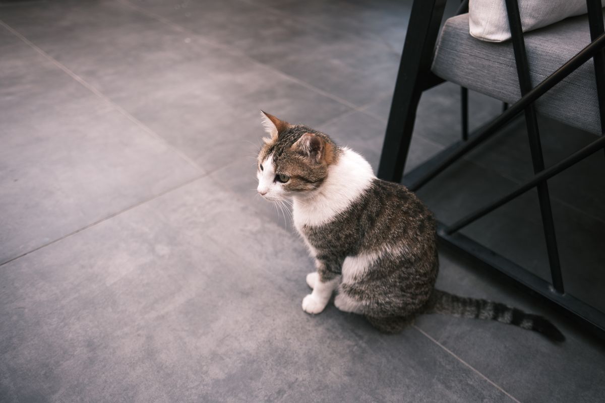 室内の床に座るキジトラの猫。使い慣れた機種を続けるかは猫の様子も判断材料になる
