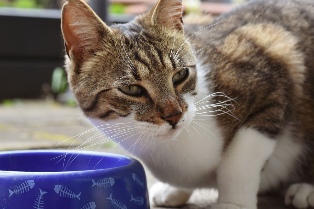 食器のそばに座るキジトラの猫。器に出てきた量がすべての出発点になる