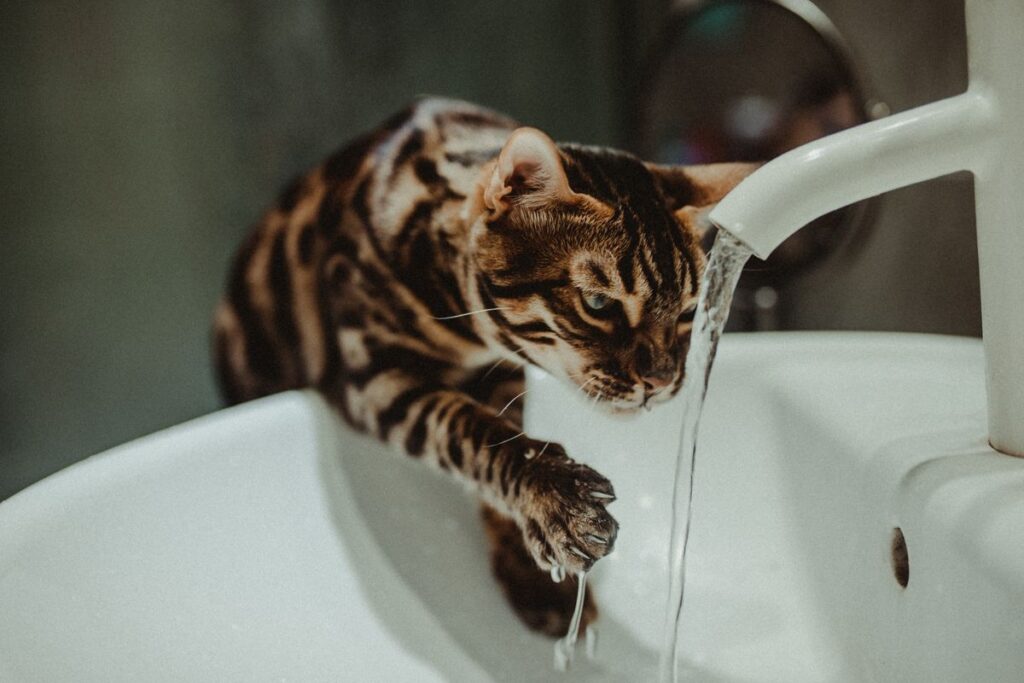 蛇口から流れる水を飲む猫。水の入り口が変われば口に入るものも変わる