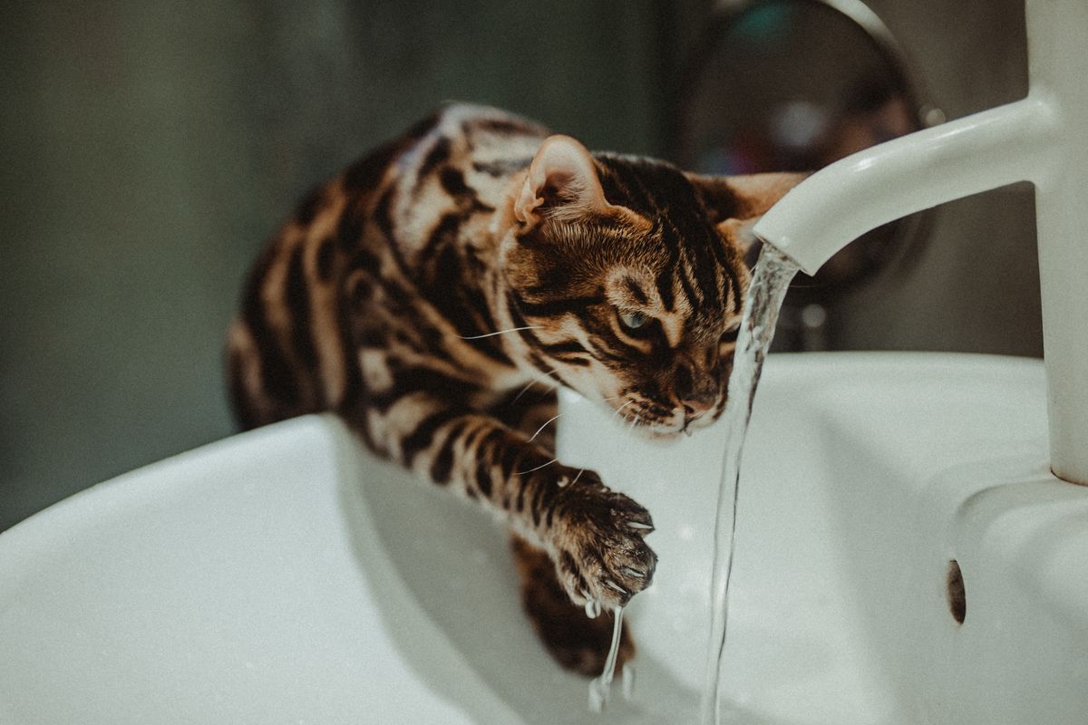 蛇口から流れる水を飲む猫。水の入り口が変われば口に入るものも変わる