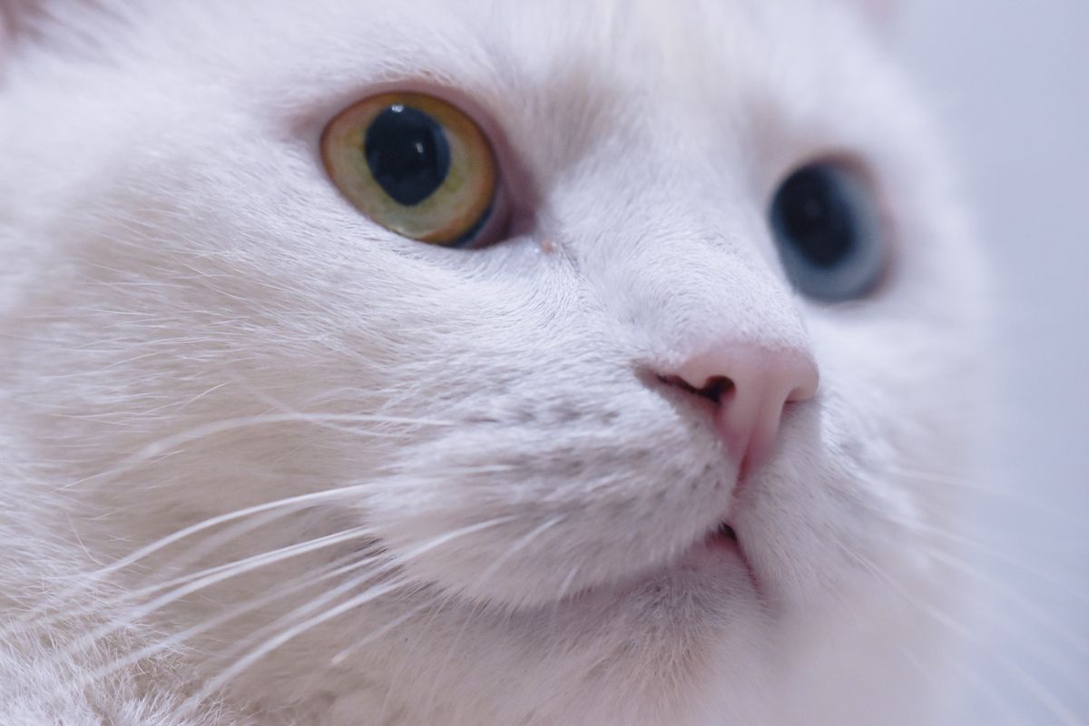 こちらを見る白い猫。飲み続けてくれるかどうかが最後の基準になる