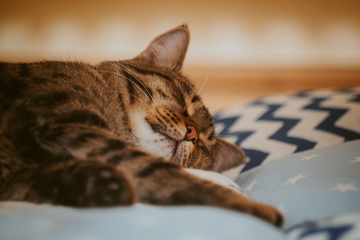 クッションの上で眠っているキジトラ猫