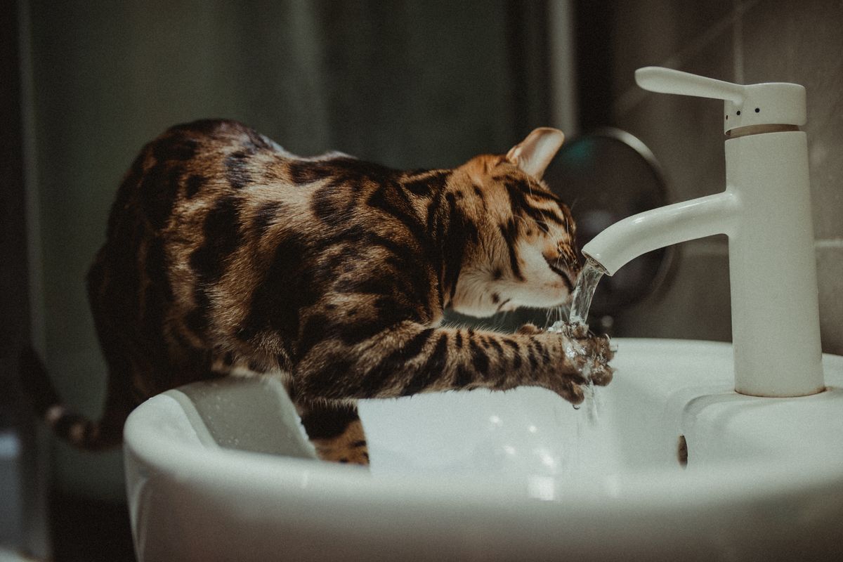 蛇口から流れる水を飲んでいる猫