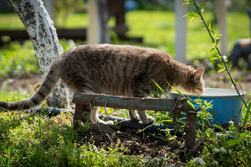 器から水を飲む猫。音を嫌がると近づかなくなることがある