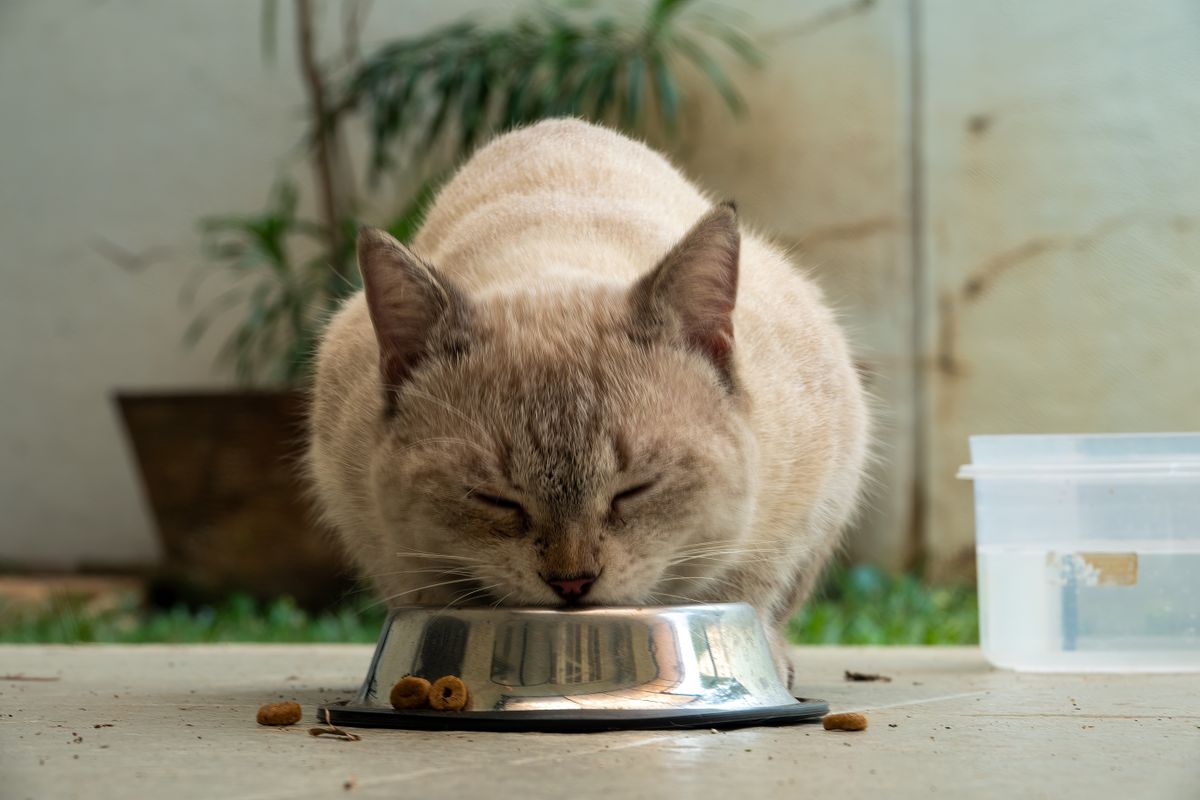 屋外で器から食べている猫。毎日口をつける場所になる