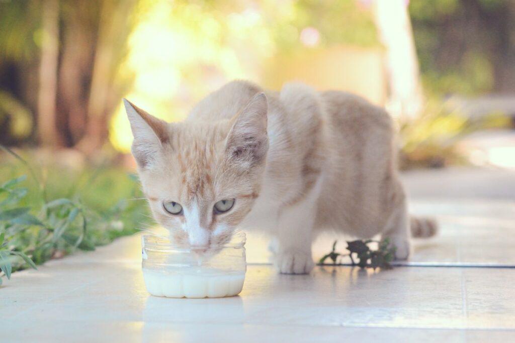 器から水を飲む子猫。飲む量は見ていない時間に積み上がる