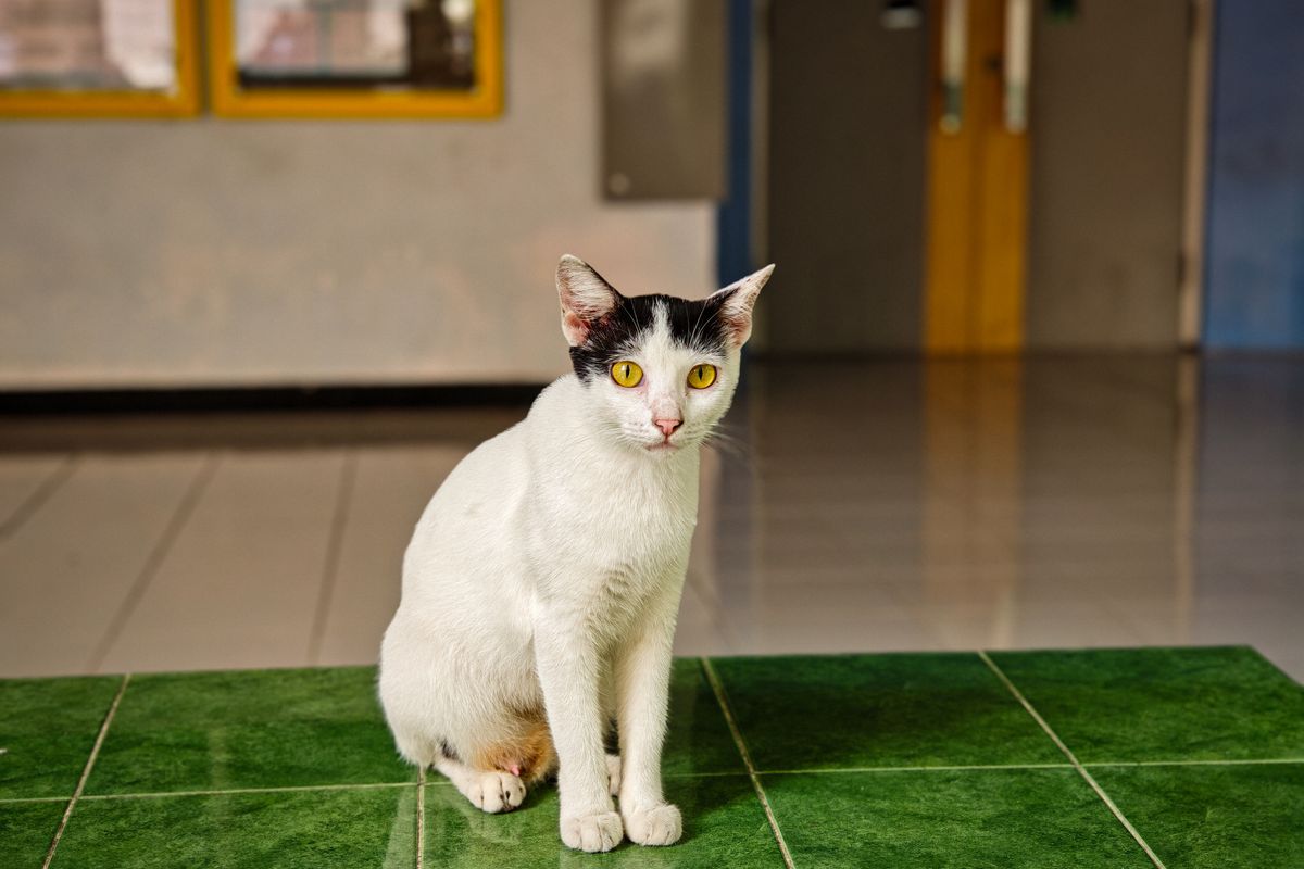 床に座る三毛猫。給水器の周囲が濡れる原因には猫の飲み方も含まれる