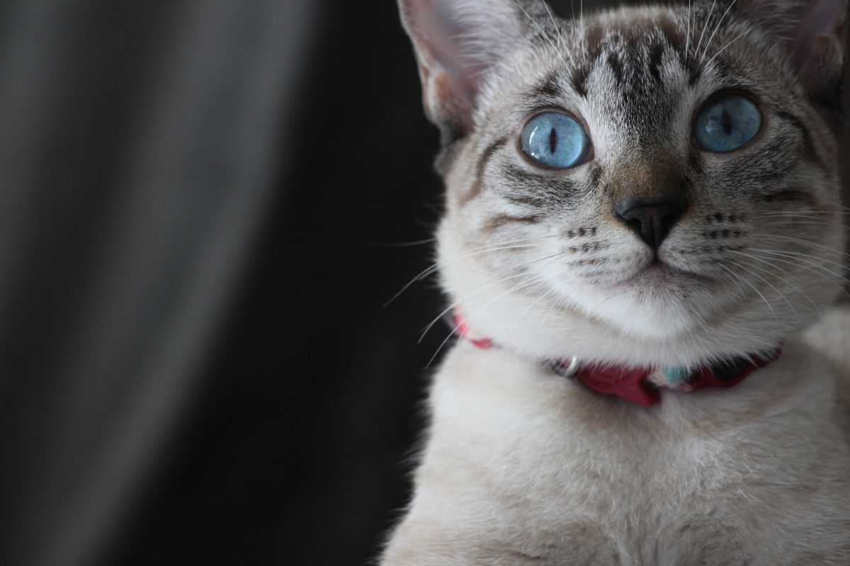 室内でこちらを見る猫。毎日出るものなので、迷わない形にしておく