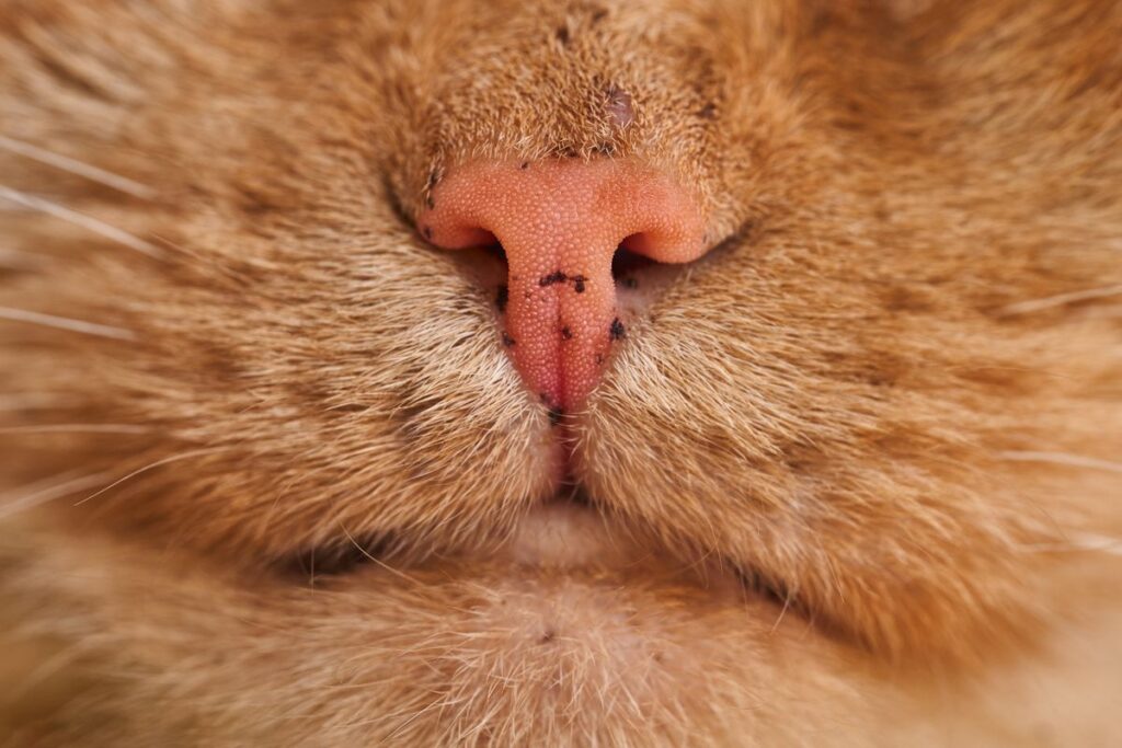 猫の鼻先とひげのクローズアップ。猫の嗅覚は人より鋭いとされる