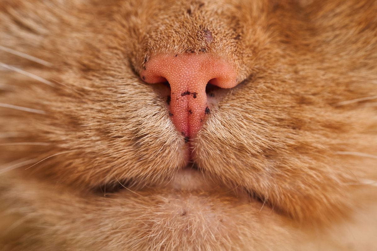 猫の鼻先とひげのクローズアップ。猫の嗅覚は人より鋭いとされる