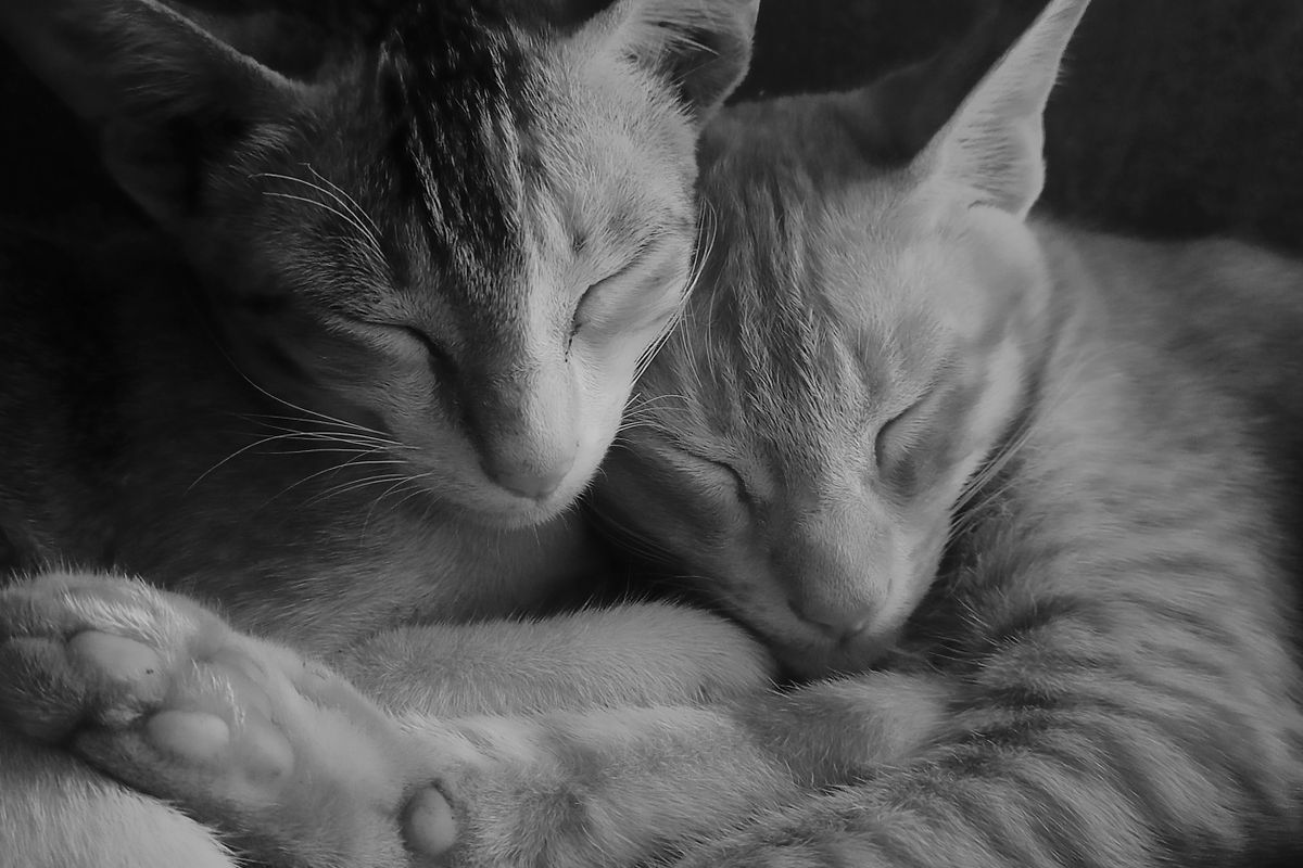 寄り添って眠る2匹の猫。多頭飼いでは猫の給水器の年間ランニングコストがフィルター代を中心に増える