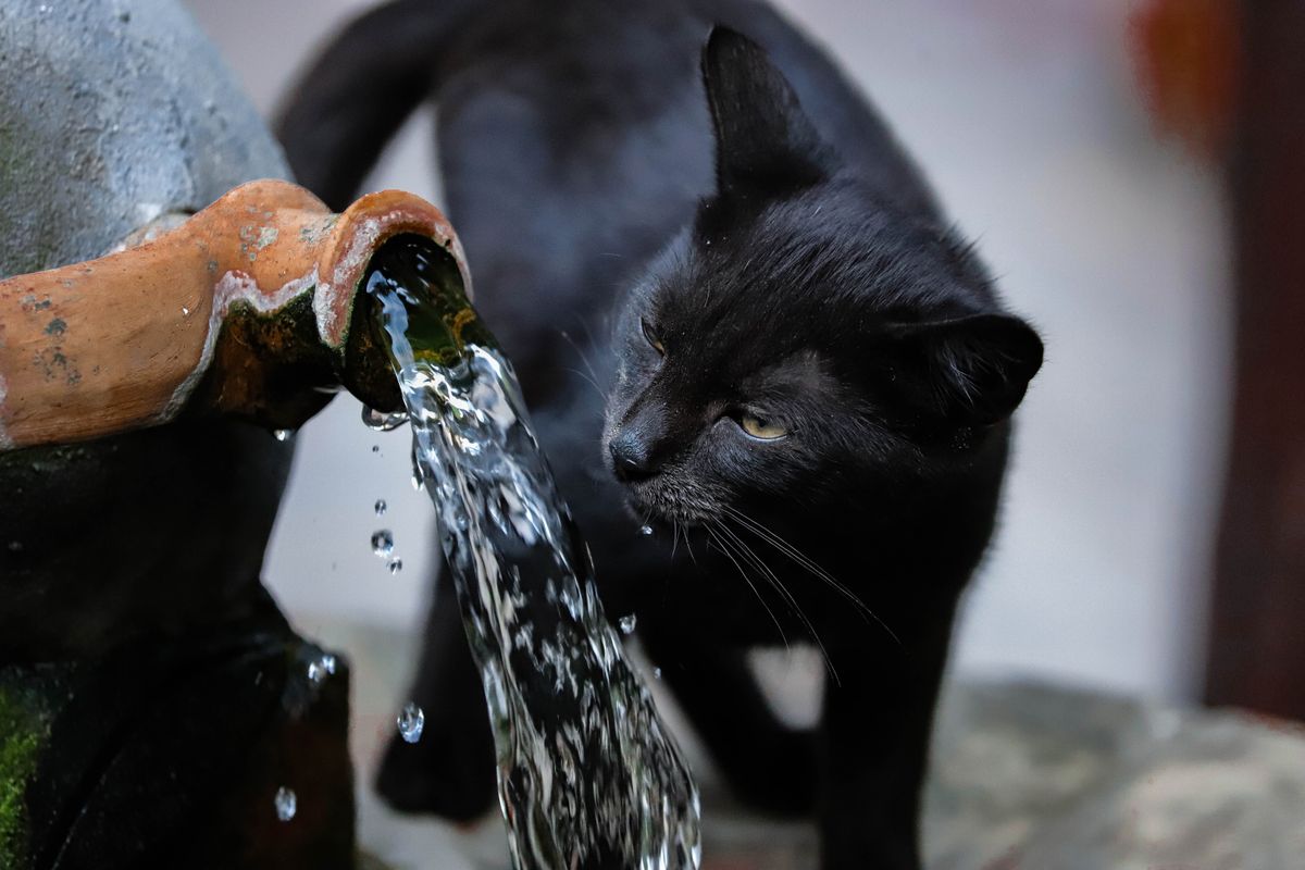 水を飲む黒い猫。猫の給水器は年間ランニングコストまで含めて考えると選び方が変わる
