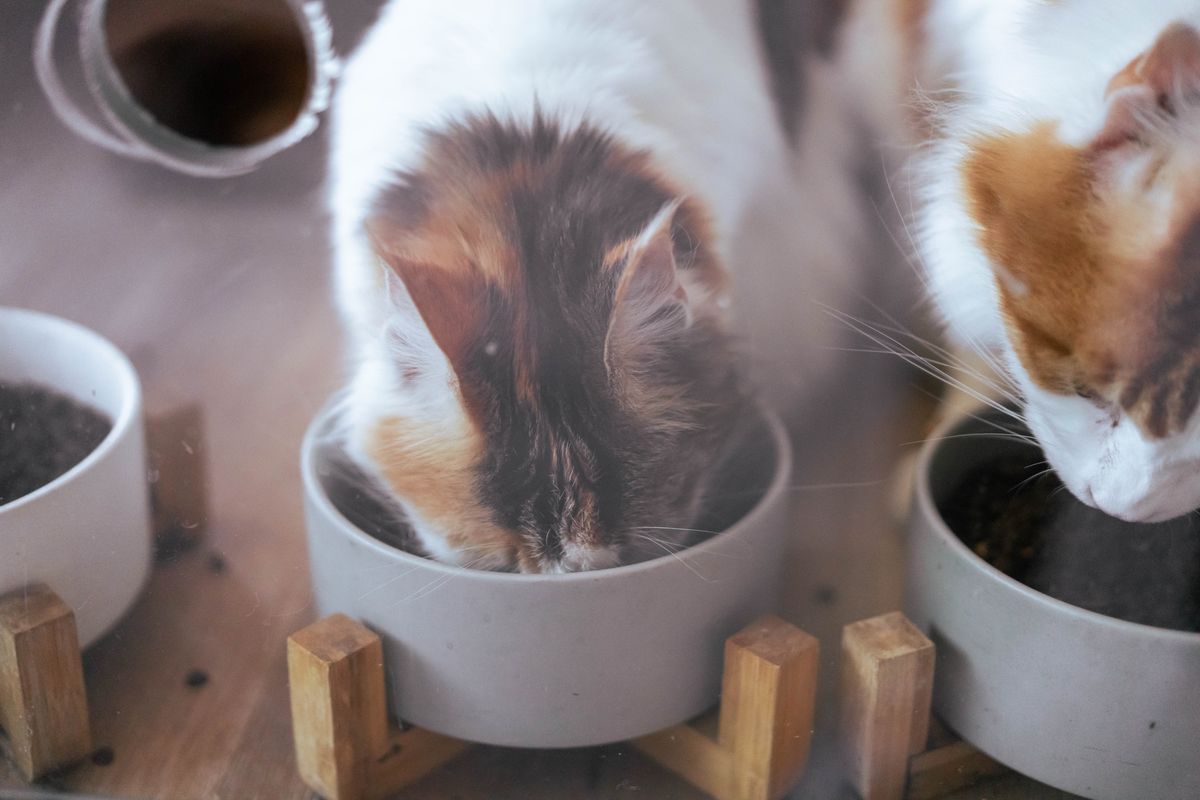 並んで食事をする2匹の猫。自動給餌器を2匹で使えるかは食べ方の違いで決まる