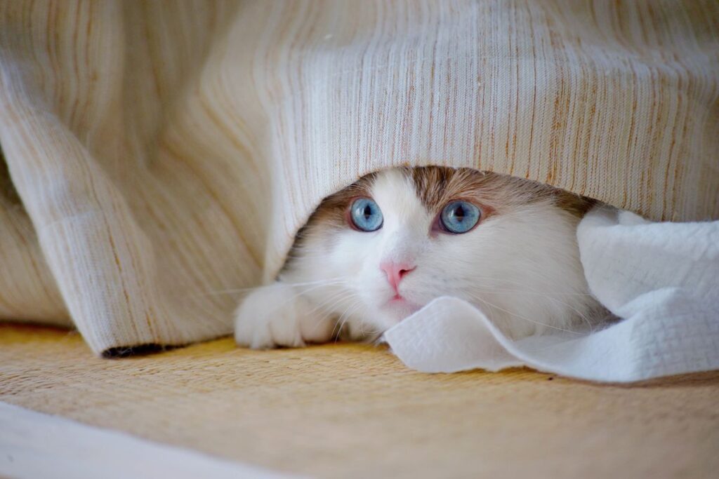 毛布の下から顔を出す猫。動作音に驚いて隠れてしまうことがある