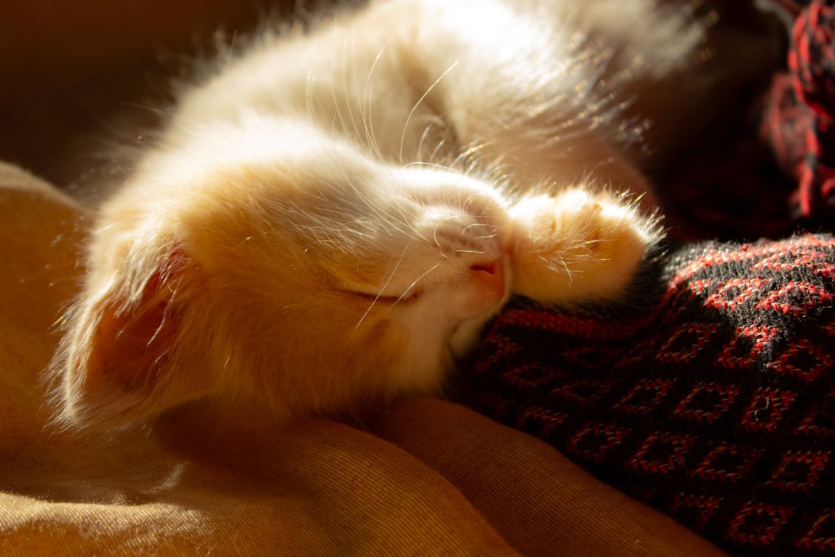 日なたで眠る茶トラの子猫。音に慣れれば給餌器のそばでも休むようになる