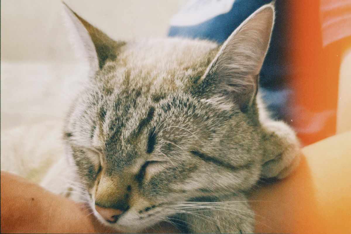 静かに眠るキジトラ猫。給水器の動作音は猫の休息にも影響する