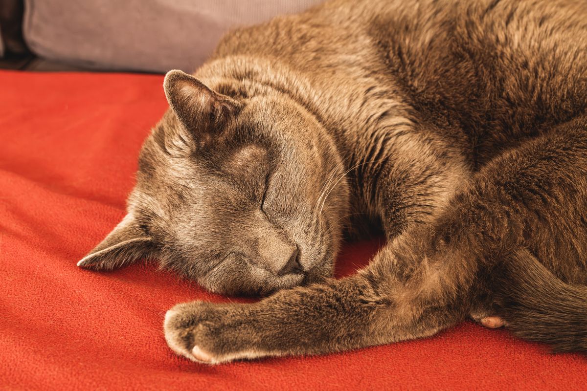 赤いブランケットの上で眠る猫。静かな給水器を選べば猫の睡眠を妨げにくい