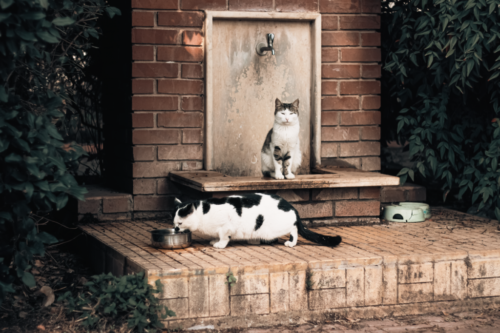 室内でくつろぐ2匹の猫。給水器の静音性は猫が休む場所との距離で選び方が変わる