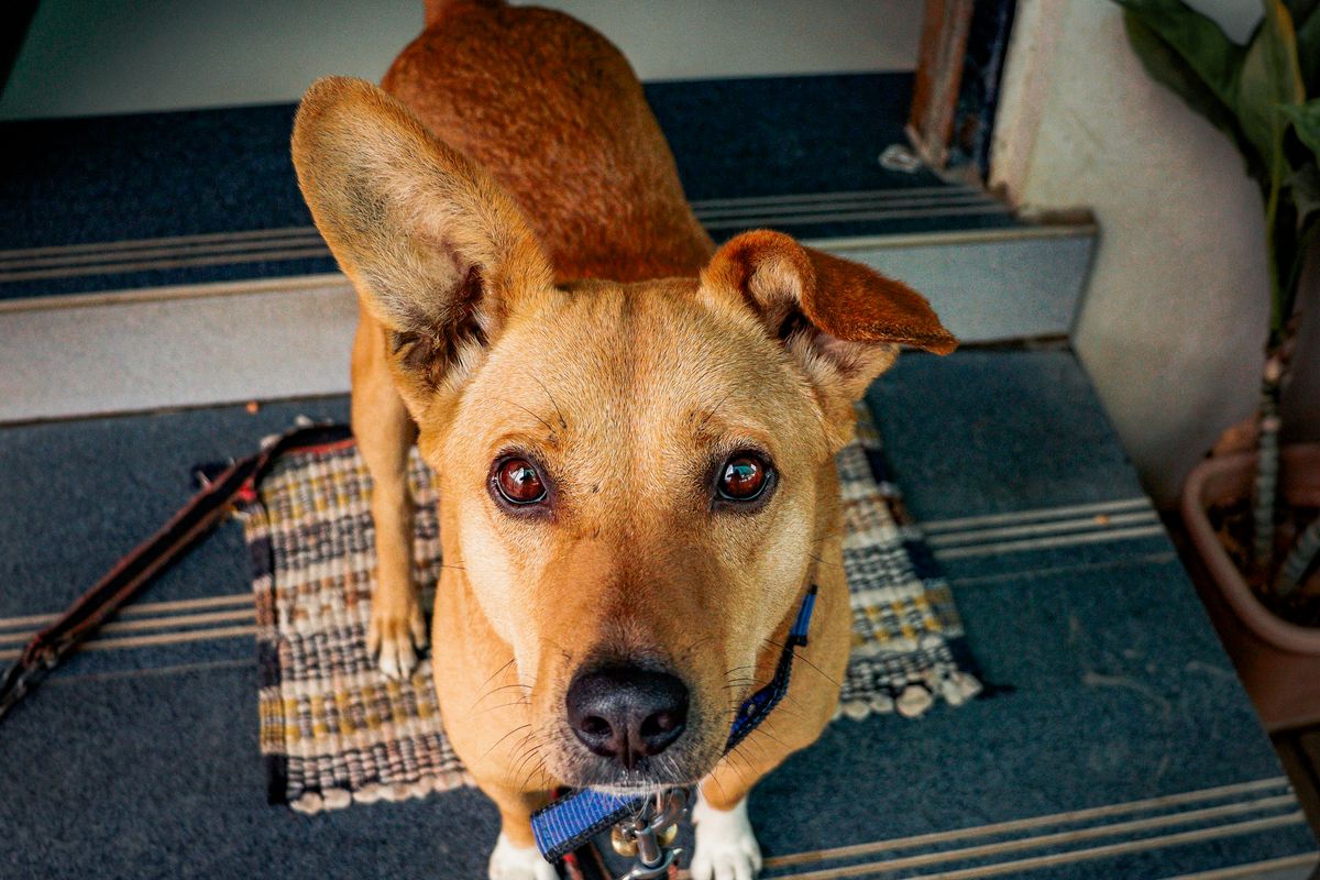 玄関先に座ってこちらを見上げる茶色の犬