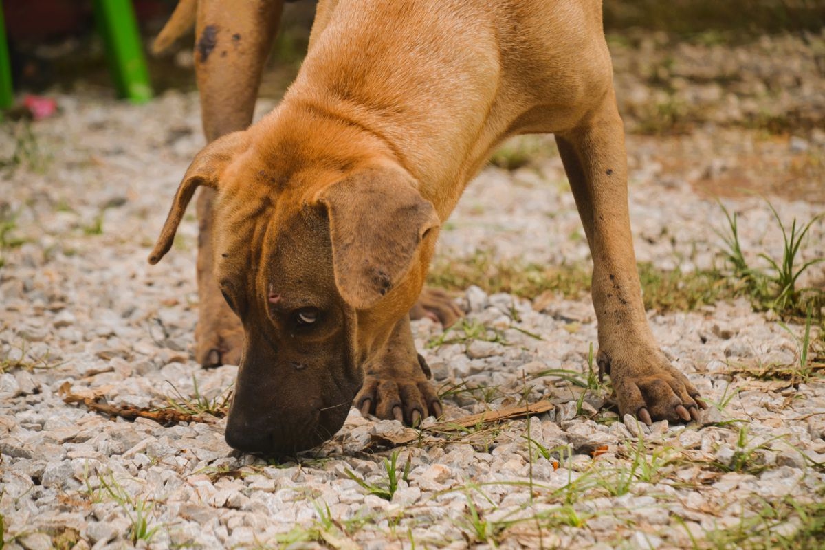 地面のにおいを嗅ぐ犬。においの残り方は行動にも関わる