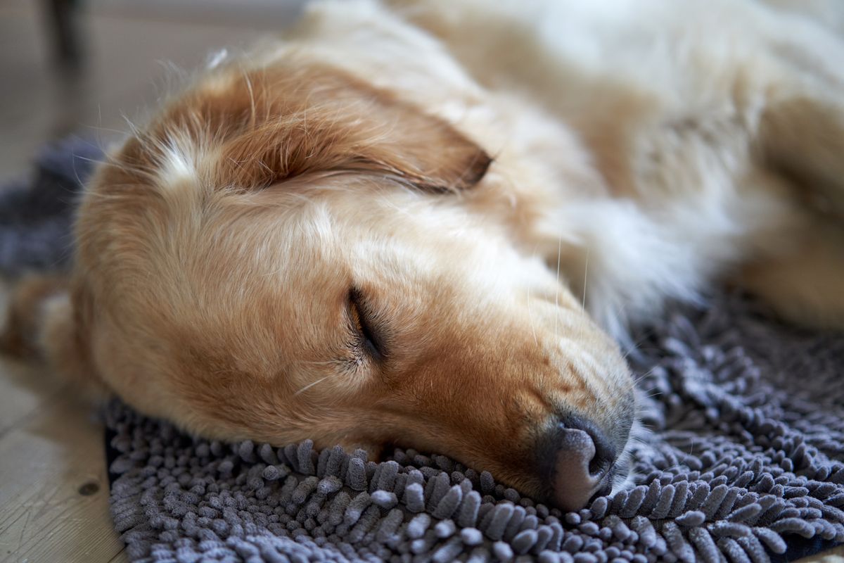 やわらかい面で眠っているゴールデンレトリバー
