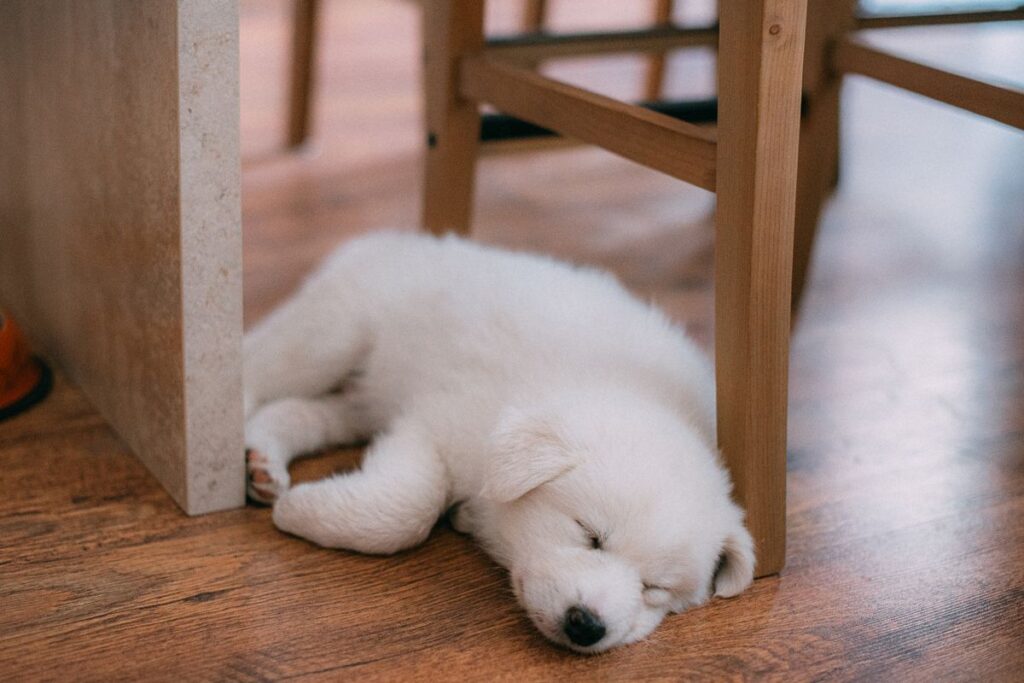 木の床でくつろぐ白い子犬。ペットシーツのサイズは犬の体格と姿勢で決まる