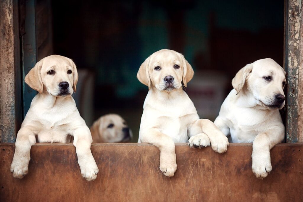 並んでこちらを見る複数の子犬。頭数が増えると回数も増える