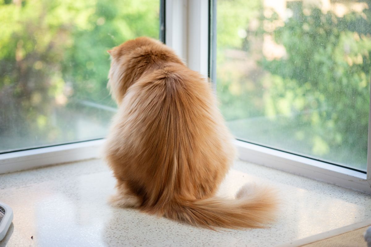 窓辺に座る茶トラの猫。掃除の間は給餌が止まるため時間を選ぶ