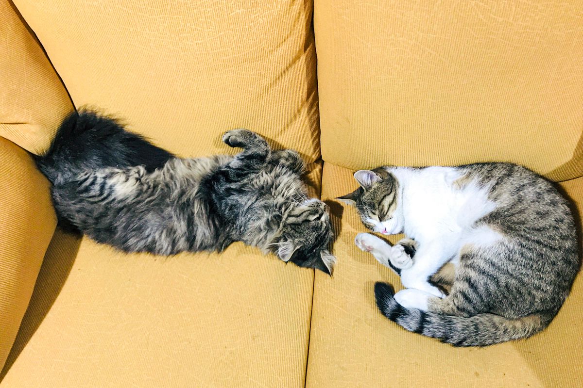 ソファでくつろぐ2匹の猫。給水器は1台にまとめるか分散させるかで容量の考え方が変わる